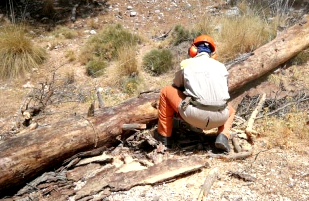 La sequía y las plagas fitosanitarias obligan a la tala y retirada de masa arbórea en La Santa